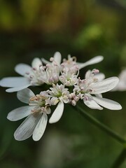 Coriander white flowers also known as cilantro
