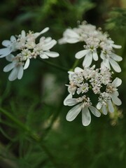 Coriander white flowers also known as cilantro