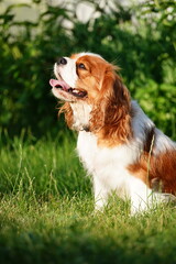 Cute Cavalier King Charles Spaniel on a walk in the park on a summer evening. Portrait of a Dog Cavalier King Charles on a grass background