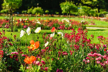 meadow with spring flowers