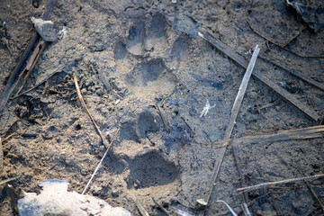 In Uttarakhand's wilderness, the delicate imprints of animal footprints narrate the silent stories...