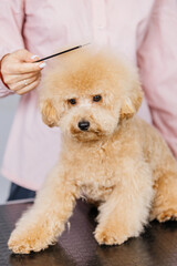 Cute female groomer combing the hair of a small cute maltipoo puppy. A funny little dog sits in a grooming salon or veterinary clinic. Cute poodle dog getting a haircut.