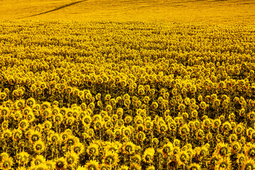 Obraz premium Field with sunflowers against a blue sky. Field with sunflowers in Eastern Kazakhstan. Rural landscape of a field of blooming golden sunflowers in Eastern Kazakhstan.