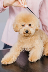 Cute female groomer combing the hair of a small cute maltipoo puppy. A funny little dog sits in a grooming salon or veterinary clinic. Cute poodle dog getting a haircut.