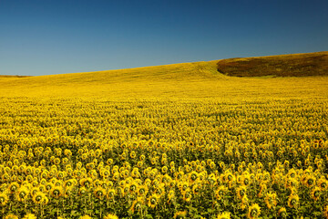 Fototapeta premium Field with sunflowers against a blue sky. Field with sunflowers in Eastern Kazakhstan. Rural landscape of a field of blooming golden sunflowers in Eastern Kazakhstan.