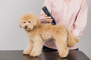 Groomer grooms little cute poodle puppy with trimmer. A woman doing her hair at a pet hairdresser in a grooming salon. Beautiful little puppy in a grooming salon or veterinary clinic.