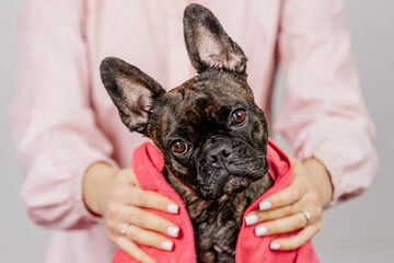 After the bath, the groomer or veterinarian drys the dog with a towel. Animal spa and hygiene concept in groomer salon. Funny French bulldog on a light background.