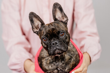 After the bath, the groomer or veterinarian drys the dog with a towel. Animal spa and hygiene concept in groomer salon. Funny French bulldog on a light background.
