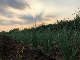 fertile shallot plantation land