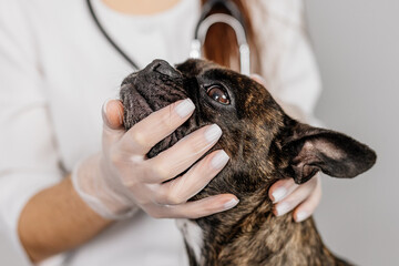Cute female veterinarian examining a French bulldog dog on a light background. Professional medical...