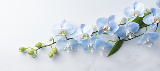 Breathtaking blue orchids blooming magnificently against a mesmerizing marble backdrop