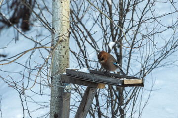 Eurasian jay (Garrulus glandarius) sits on a bird feeder in the winter. Photo project Birds