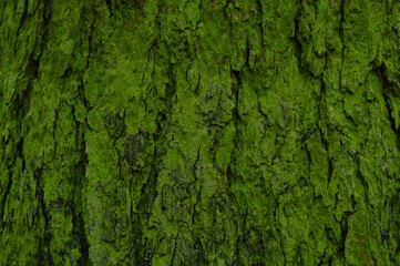 humid mossy pine tree bark abstract background