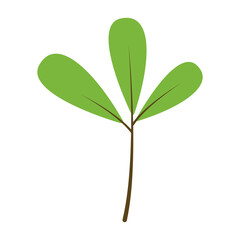 Flower Plants Minimalist