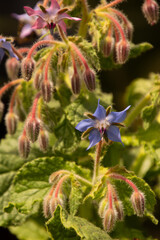 borago officinalis beautiful tiny flowers in the herb summer garden
