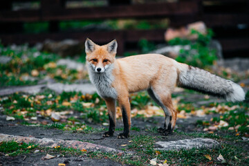 A red fox in the autumn forest on a hiking trail at dusk