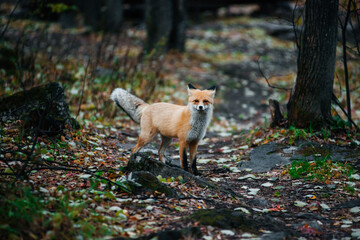A red fox in the autumn forest on a hiking trail at dusk