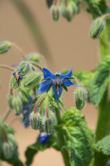 blue flowers of Borago officinalis close-up view on a hot summer day