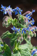 Blue star shaped flowers of the herb borage plant in the ornamental garden