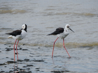 Two Pied Stilts Walking Shore