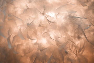 White fluffy feathers on blur background. New trending PANTONE Peach Fuzz colour of 2024 year