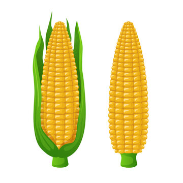 Corn. Vector 3D clipart isolated on white background.