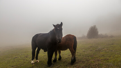 Horses in a mountain meadow under a winter sun