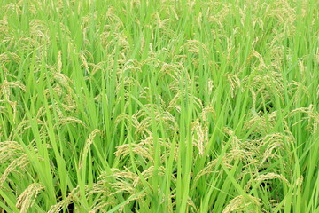 収穫間近の稲
