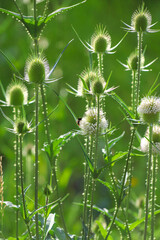 Obraz premium Blooming cutleaf teasel - dipsacus laciniatus - on a sunny day as a natural summer background