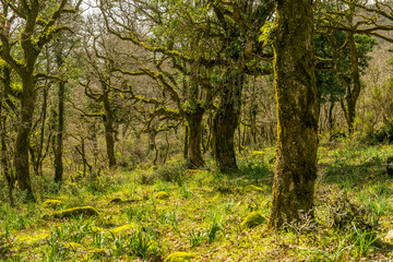 Alcornocales Natural Park in Algeciras - Cadiz.