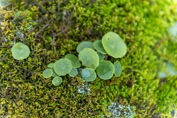 Close-up of Lush Green Moss and Lichen