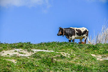 Pastoral Scene with a Spotted Cow on Green Hillside