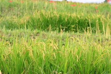 収穫間近の稲穂