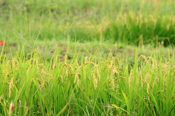 収穫間近の稲穂