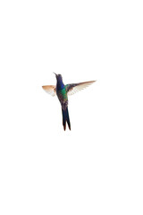 Fototapeta premium Vibrant Hummingbird in Full Flight Isolated on a White Background