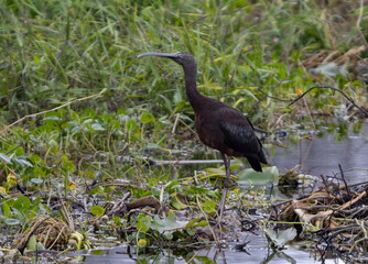 A Glossy Ibis (Plegadis falcinellus) in Lake Tohopekaliga in Florida, USA