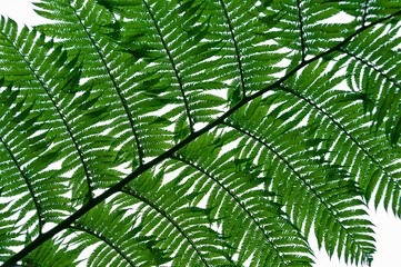 Closeup of green fern leaf on white background.