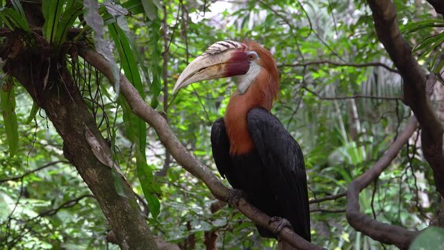 Adult male Blyth's hornbill, a large exotic tropical bird of New Guinea