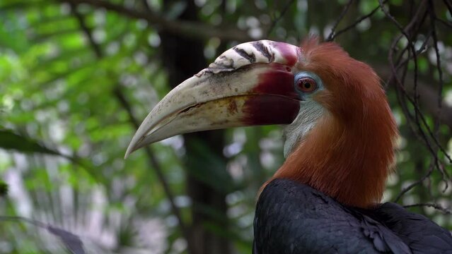 Blyth's Hornbill, Papuan Hornbill exotic bird of New Guinea, head close up