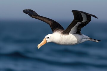 Fototapeta na wymiar Albatros background 