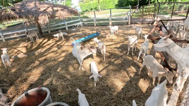 Playful Goats Frolicking in Pen