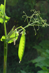 Obraz premium Green peas with flower and pods close-up in backlight on dark background.
