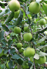 Perfect Ripe Green Apples On A Branch Of Apple Tree Vertical Stock Photo
