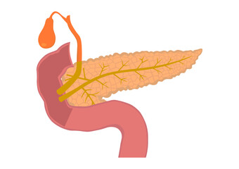 Naklejka premium 膵臓と胆のうと十二指腸の内部