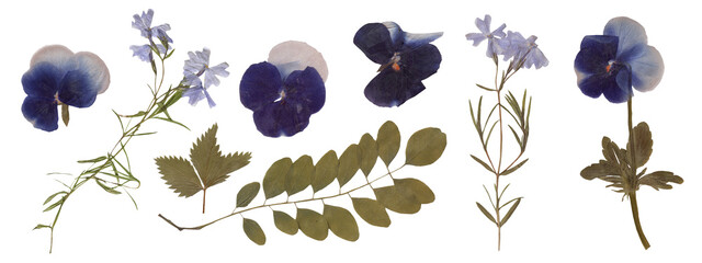 Set of Isolated Botanical Scans - Pansies, Wildflowers, and Foliage for Design. Pressed Dried...