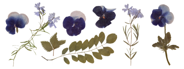 Set of Isolated Botanical Scans - Pansies, Wildflowers, and Foliage for Design. Pressed Dried Flowers collection