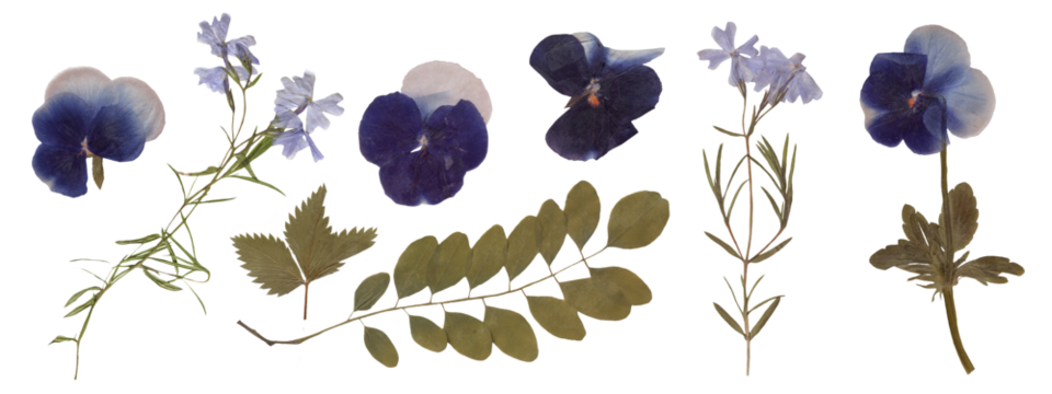 Set of Isolated Botanical Scans - Pansies, Wildflowers, and Foliage for Design. Pressed Dried Flowers collection