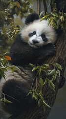 Fototapeta premium Panda background. Animal background . Vertical background