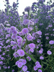 Fototapeta premium Purple Margaret Flowers in garden.