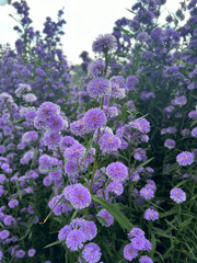 Fototapeta premium Purple Margaret Flowers in garden.